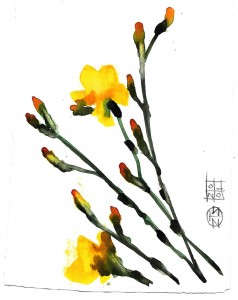 fiori flowers acquerello watercolors stella ehinar (1) 